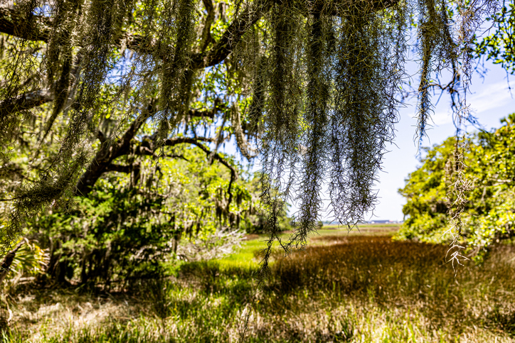 Thing To Do Destination Edisto