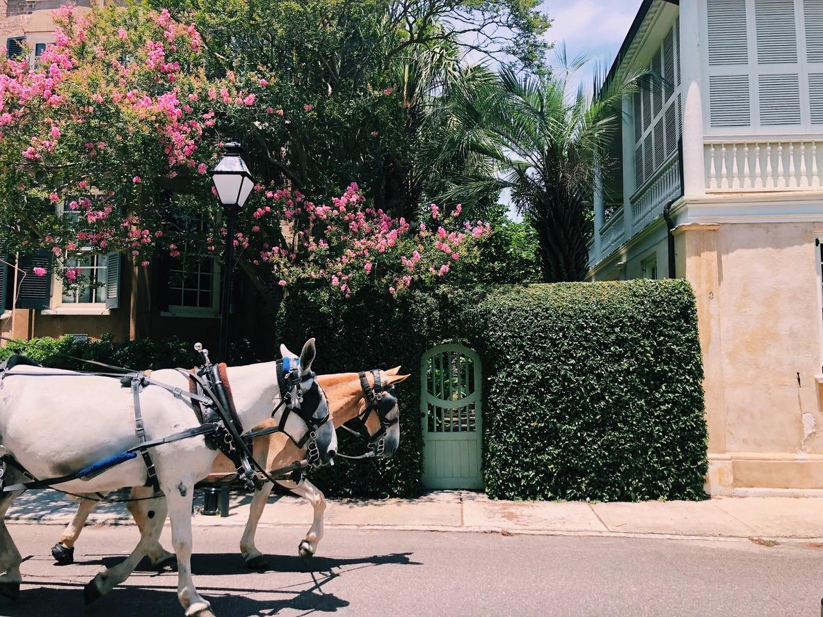 Horses pulling a carriage in Charleston SC to show the charm and history of the city.