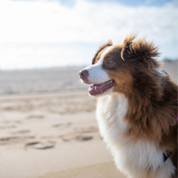 dog on folly beach