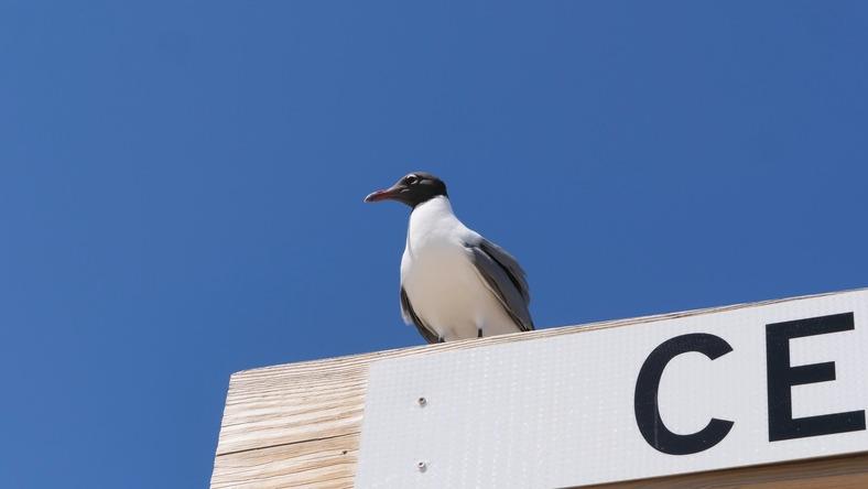 Folly Beach Restaurants