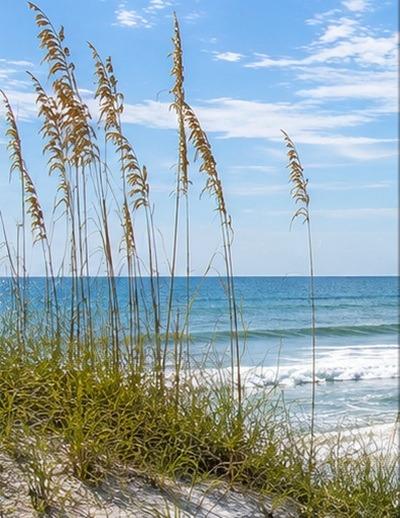 Folly Beach Guest Services