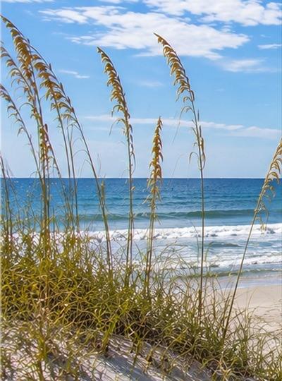 Folly Beach Guest Services